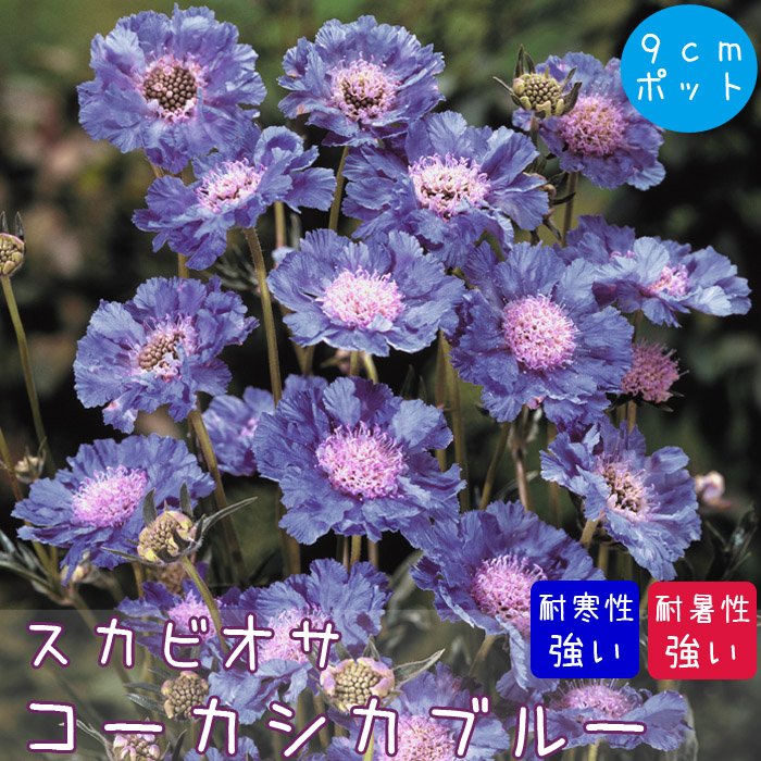 花苗 スカビオサ コーカシカブルー 9cmポット 1株 マツムシソウ