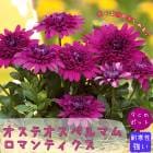 ���� �����ƥ����ڥ�ޥ� ���ޥ�ƥ����� 9����ݥå� �ɺ��� Ȭ�ź餭 ���ͥ�ͺ餭  �ϥ󥮥� �����ǥ˥� PW �ϥ�����