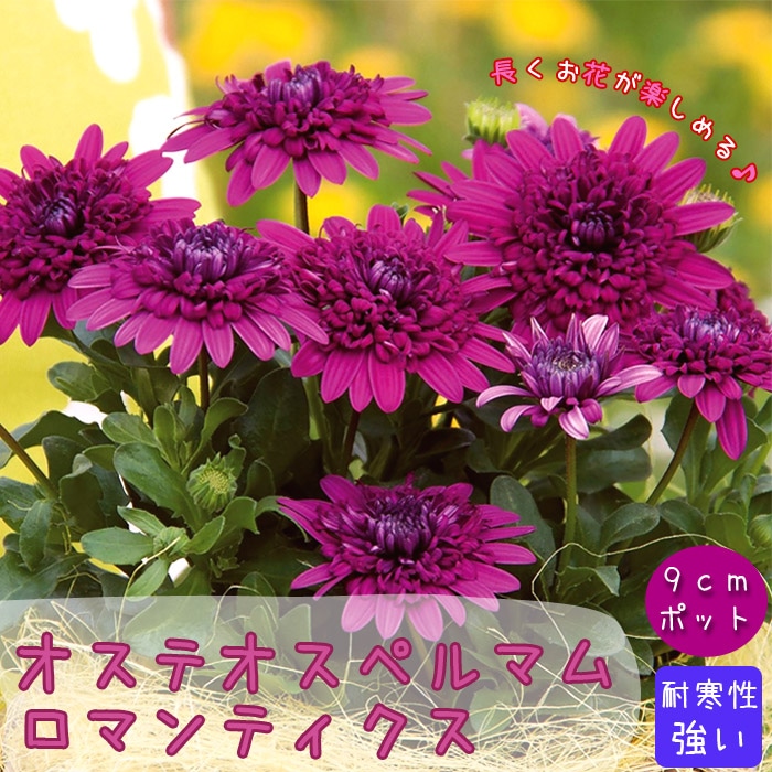 花苗 オステオスペルマム ロマンティクス 9cmポット 宿根草 八重咲き