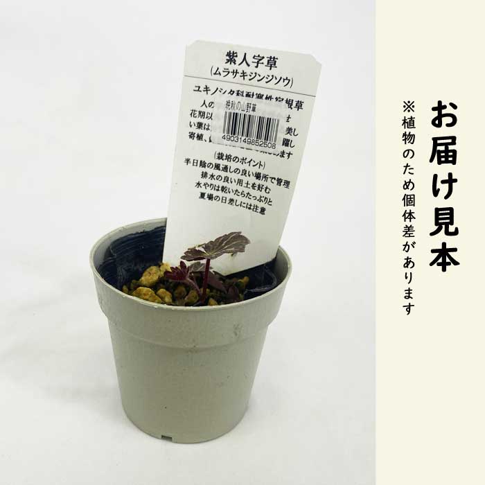 紫人字草 苗 7.5cmポット 化粧鉢付き 山野草 多年草 半日陰