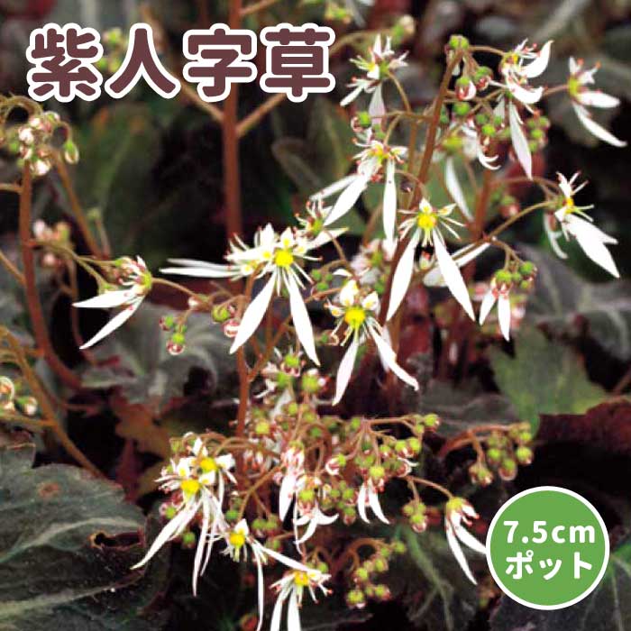 紫人字草 苗 7.5cmポット 化粧鉢付き 山野草 多年草 半日陰