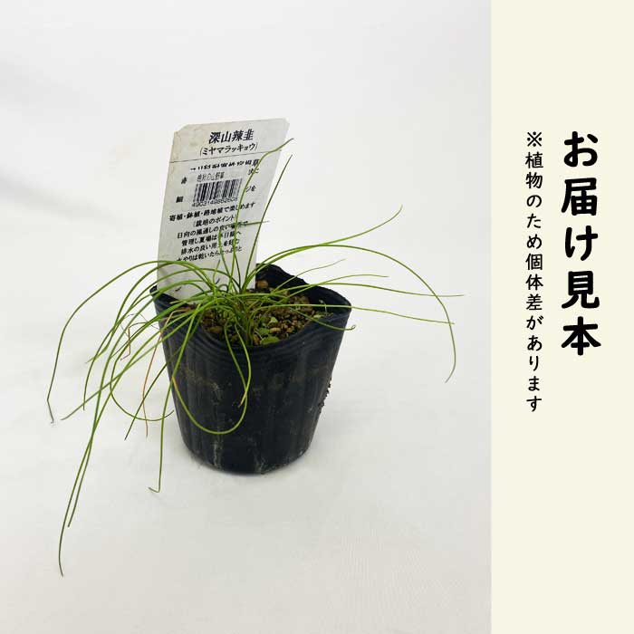 深山ラッキョウ 苗 9cmポット 赤紫 山野草 多年草 秋咲き ミヤマ