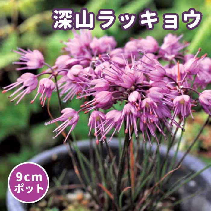 深山ラッキョウ 苗 9cmポット 赤紫 山野草 多年草 秋咲き ミヤマ