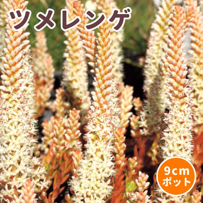 ツメレンゲ 苗 9cmポット 多肉植物 山野草 多年草 爪蓮華 タカノツメ
