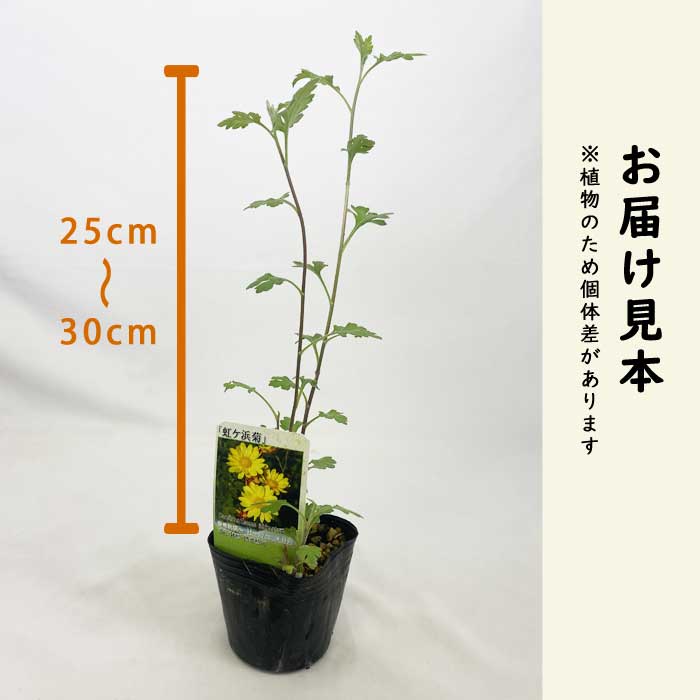 虹ケ浜菊 苗 9cmポット 山野草 野菊 秋咲き 切り花 交雑品種