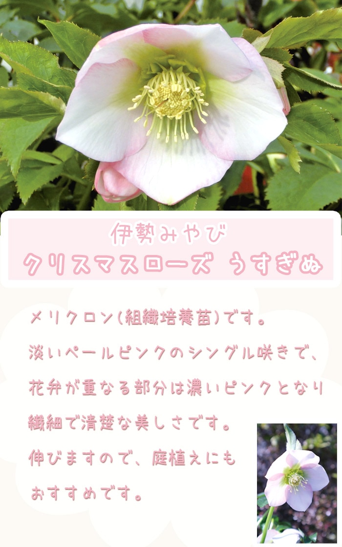 クリスマスローズ シングル 抜き苗㉘ 【公式通販】