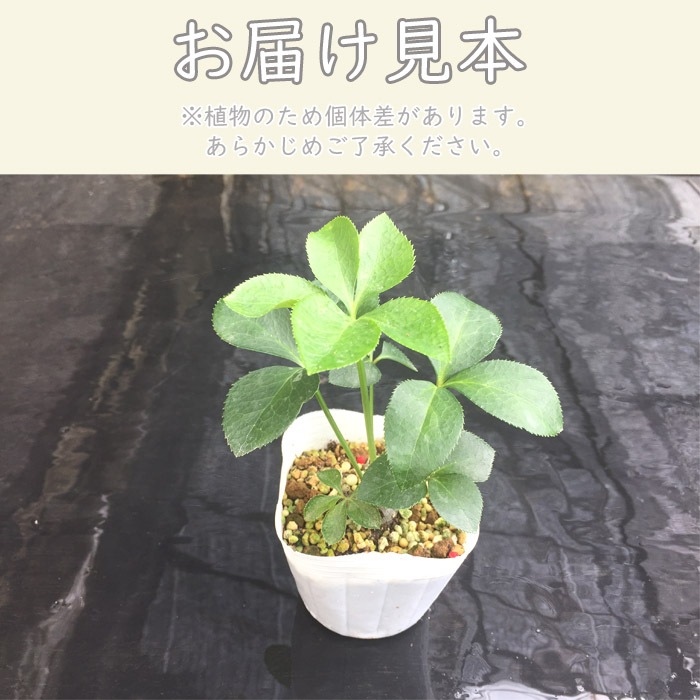 玲雪「新春セール」クリスマスローズ 小苗 かぐや姫×DDオキシ系いろは HGC雪の妖精ケイティ]クリスマスローズ苗(2510ch) | バラと庭あそび