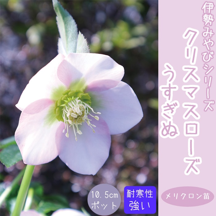 クリスマスローズ 苗 うすぎぬ 10.5cm 伊勢みやび シングル咲き 一重