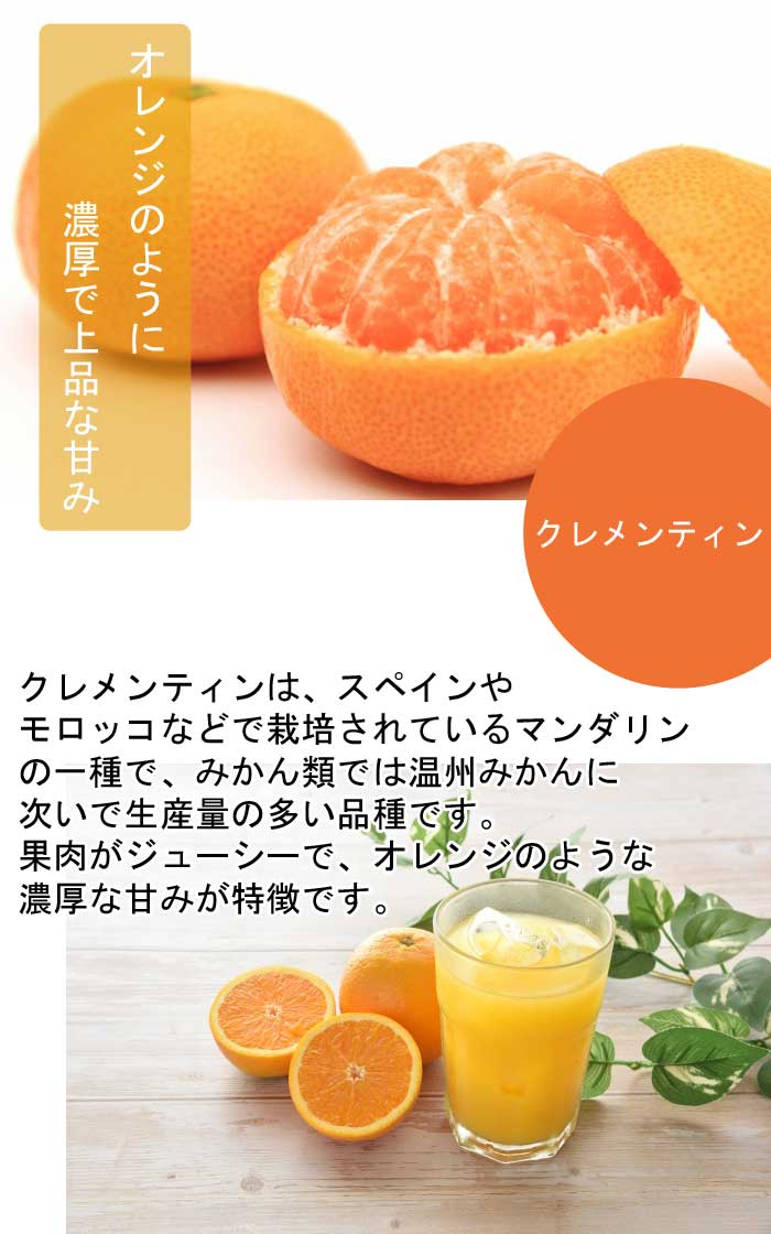 オレンジ 苗木 クレメンティン 15cmポット ミカン みかん 接木 苗