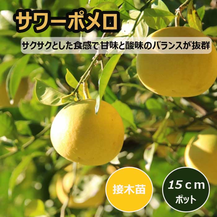 サワーポメロ　５年生苗木　【柑橘の女王】 Amazon.co.jp: サワーポメロ みかん 苗木 果樹苗 5号ポット 2本セット