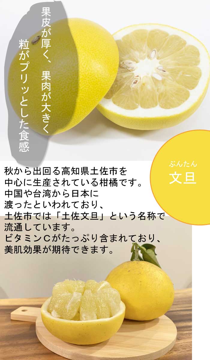 文旦 苗木 チャンドラポメロ 15cmポット 接木 苗 ブンタン 柑橘 果樹