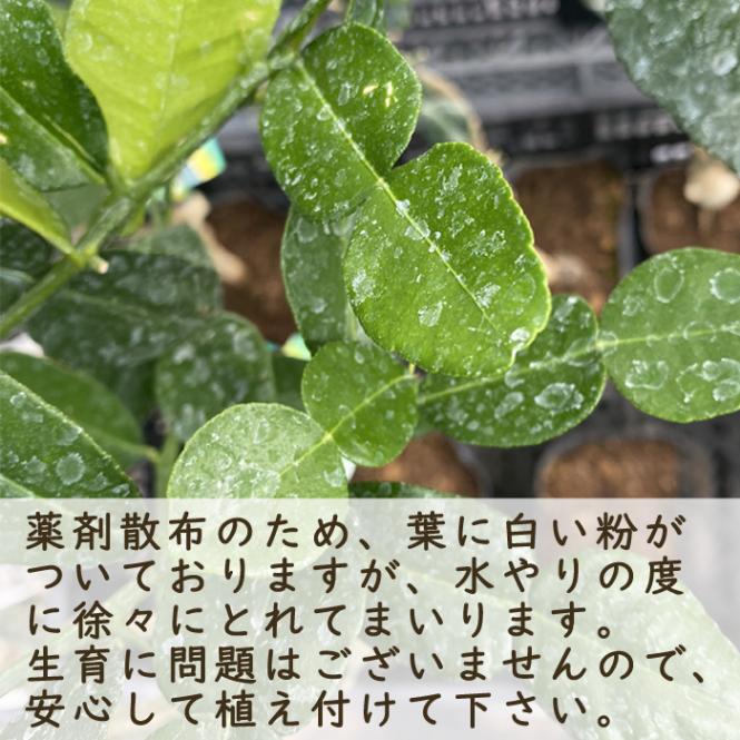 チャンドラポメロの苗木 約1.5メートルほど 無農薬 チャンドラポメロ