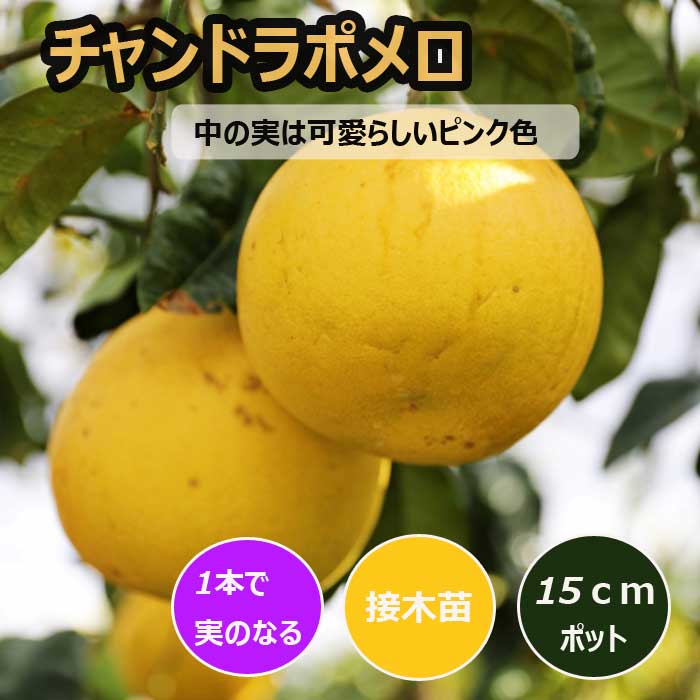 文旦 苗木 チャンドラポメロ 15cmポット 1年生 接木 苗 ブンタン