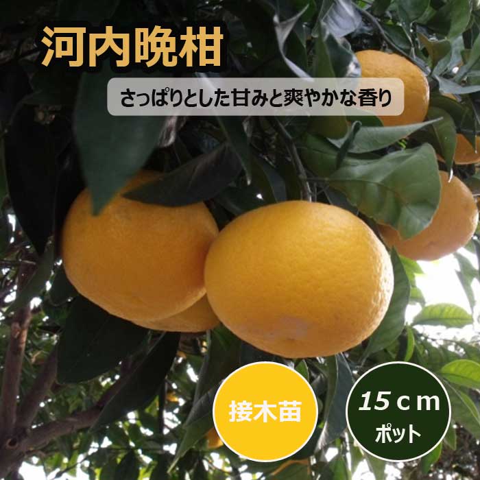 文旦 苗木 河内晩柑 15cmポット 接木 苗 ブンタン 柑橘 果樹 園芸