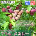 ץ ᥹졼 Ƿ   庬 ̼ ܤ ˭ ȷ 1ܤǼ¤ʤ