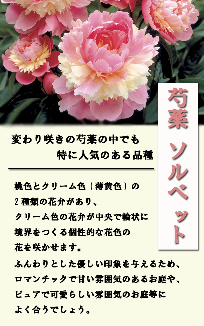 花苗 芍薬 ソルベット 12cmポット ガーデニング お庭作り 耐寒性