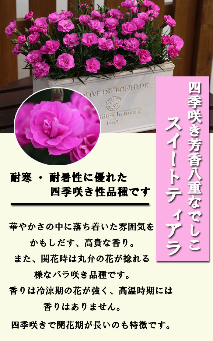 花苗 四季咲き芳香八重なでしこ スイートティアラ 9cmポット