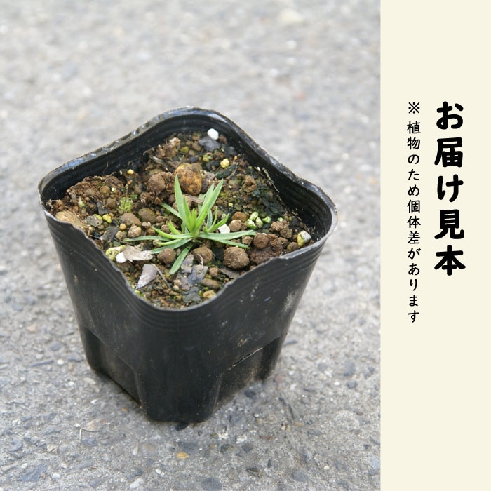 花苗 四季咲き芳香八重なでしこ スイートティアラ 9cmポット