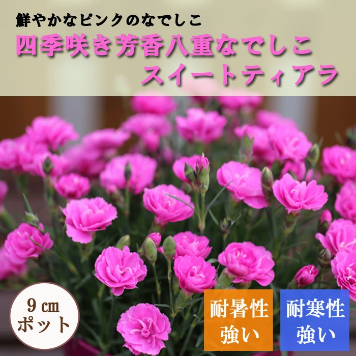 花苗 四季咲き芳香八重なでしこ スイートティアラ 9cmポット