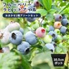 �֥롼�٥꡼ ���� �� ��ӥåȥ�����2�� �� �֥饤�ȥ�����ȥ�󥴥�꡼ 10.5cm�ݥå� ���̼� berry ��� �����ڱ� ����̵��