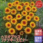 ��ͽ��ۥץ�ߥ��� �ɺ��� �� �إꥪ�ץ��� �ե��󥭡����ԥʡ� 12����ݥå� ȾȬ�ź餭 Funky Spinner �ѽ��� �Ѵ����ڣ�������ܤ��缡ȯ����