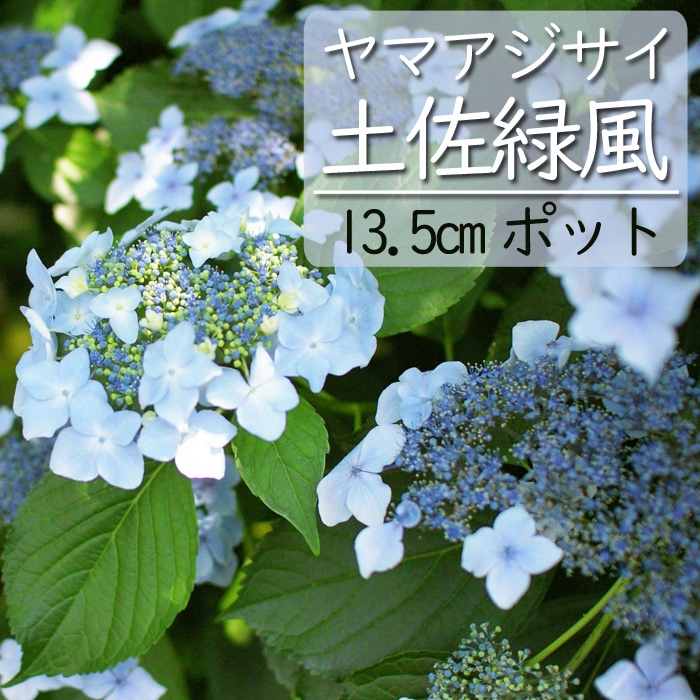 ヤマアジサイ 土佐緑風 ( とさりょくふう ) 苗 山アジサイ 13.5cm