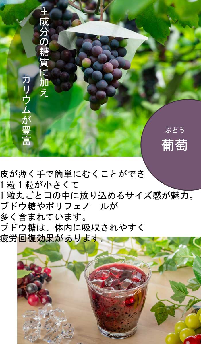 ブドウ 苗木 巨峰 15cmポット苗 果樹 葡萄 自根苗 きょほう 大粒 園芸