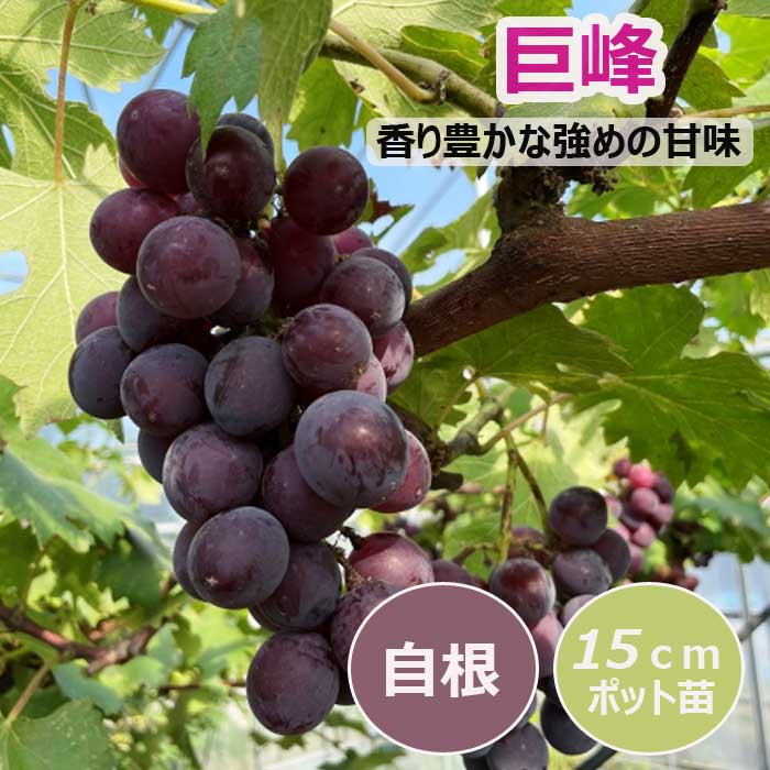 ぶどう苗木 巨峰 5年以上 【公式通販】