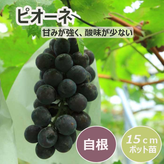 ブドウ 苗木 ピオーネ 15cmポット苗 2年生苗 果樹 葡萄 自根苗
