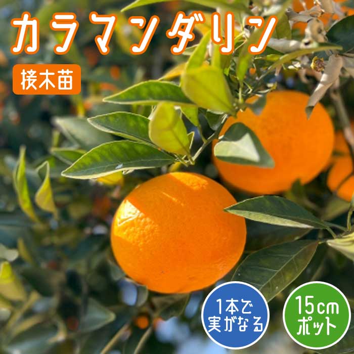 オレンジ 苗木 カラマンダリン 15cmポット 柑橘 接木 苗 ミカン