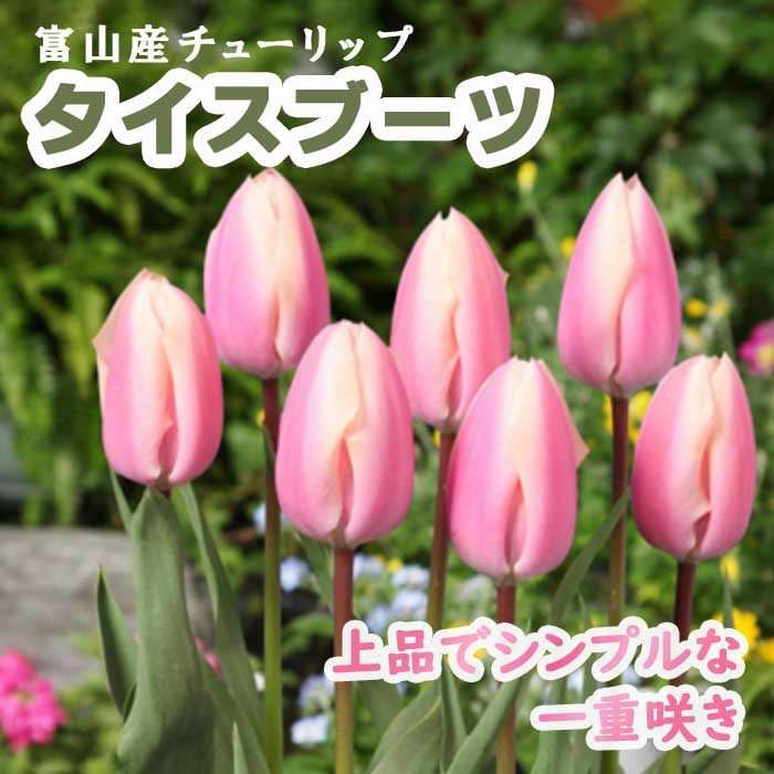 チューリップ 球根 タイスブーツ 3球 ピンク 秋植え 富山 富山県産