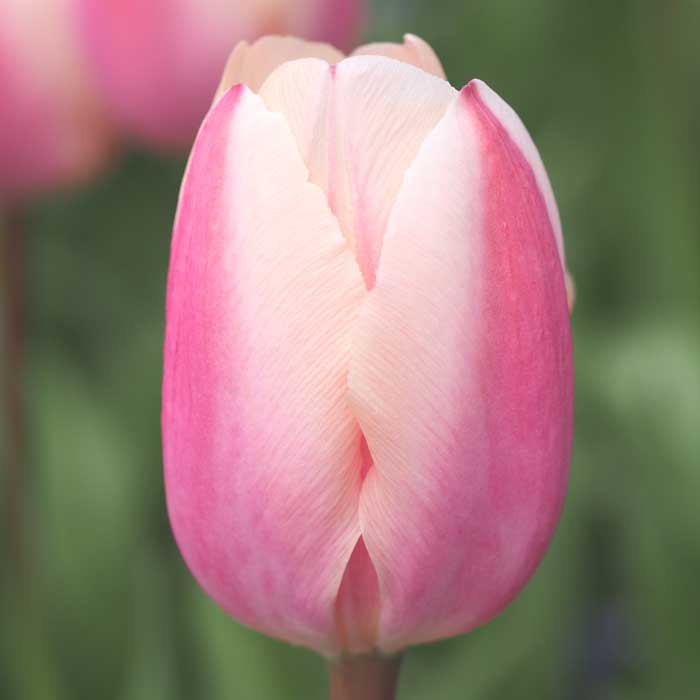 チューリップ 球根 タイスブーツ 3球 ピンク 秋植え 富山 富山県産