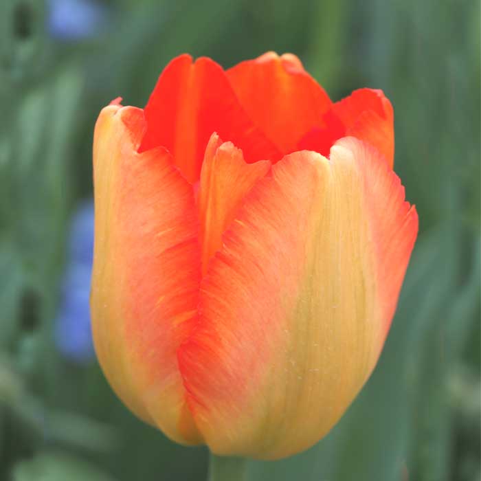 チューリップ 球根 プリンスクラウス 3球 花色が変わる 秋植え 富山