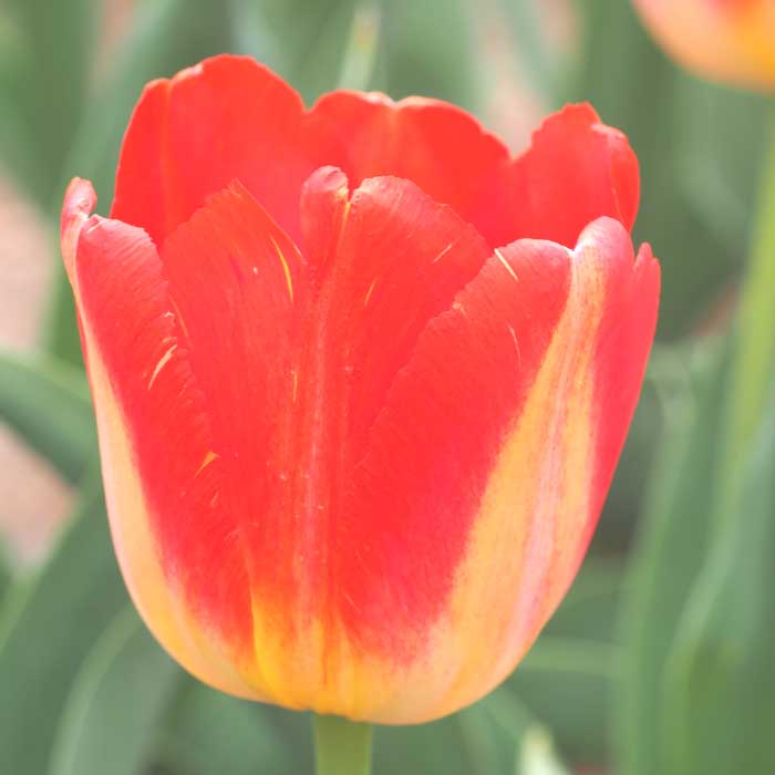 チューリップ 球根 プリンスクラウス 3球 花色が変わる 秋植え 富山