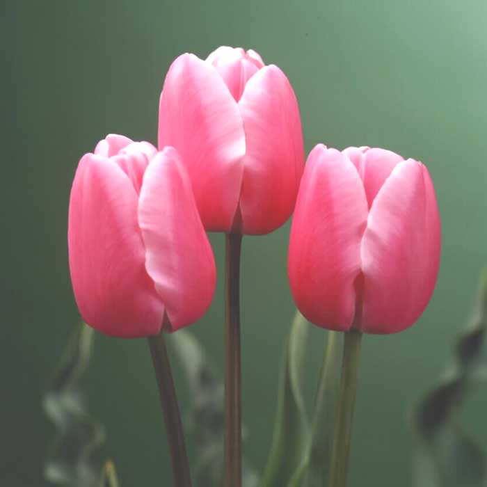 チューリップ 球根 【 桃 花種】 4球 単色咲き ピンク 秋植え 富山