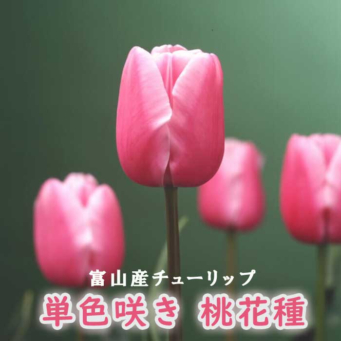 チューリップ 球根 【 桃 花種】 4球 単色咲き ピンク 秋植え 富山