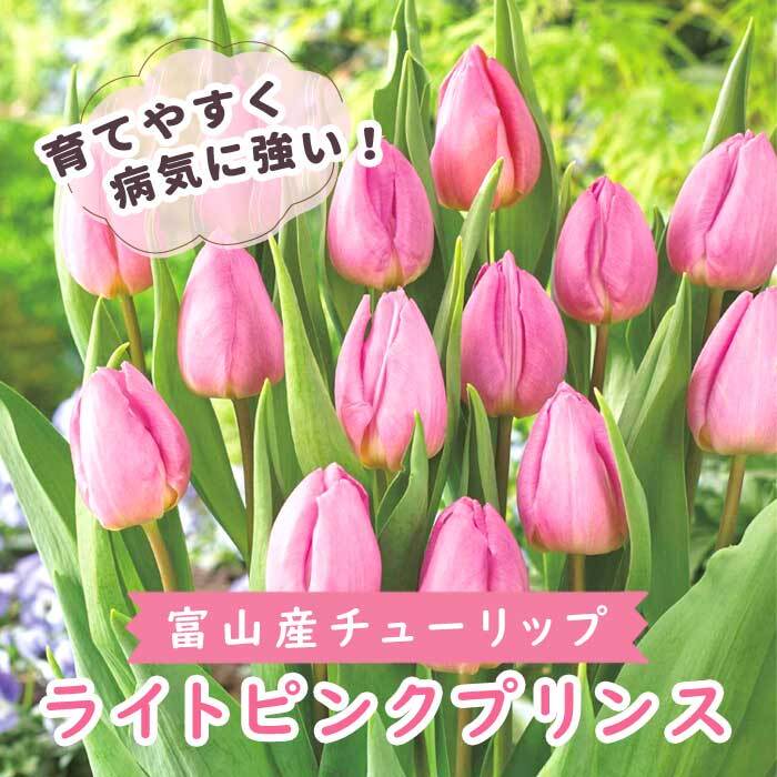 チューリップ 球根 ライトピンクプリンス 3球 秋植え 富山 富山県産