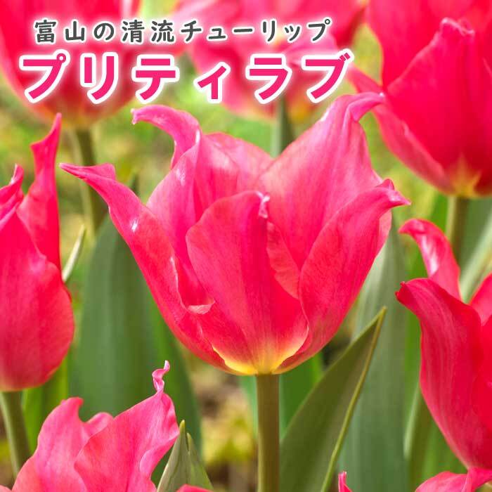 チューリップ 球根 プリティラブ 3球 ピンク 秋植え 富山 富山県産