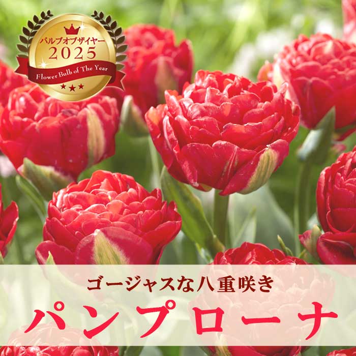 チューリップ 球根 パンプローナ 3球 バルブオブザイヤー受賞 秋植え