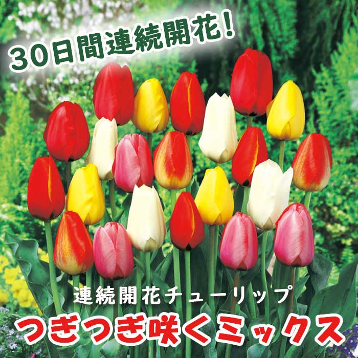 チューリップ 球根 30日 連続開花 【 つぎつぎ咲くミックス 】 混合 20