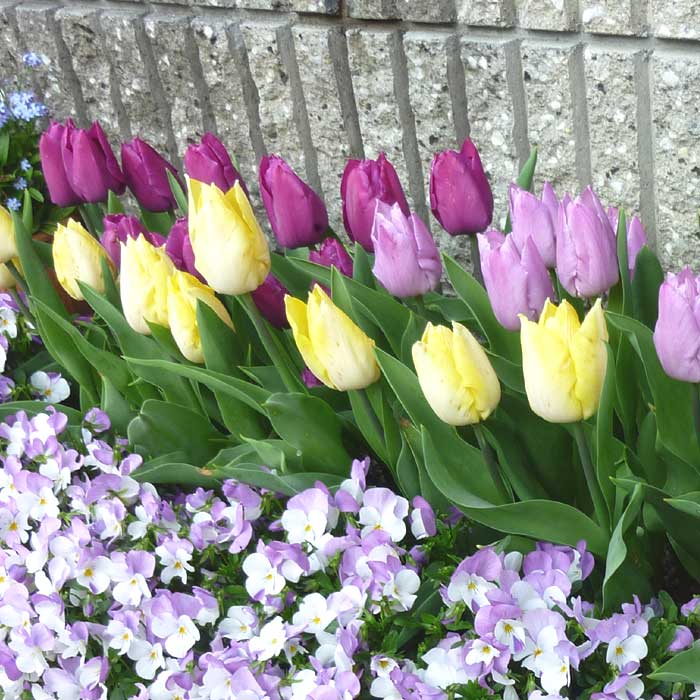 チューリップ 球根 ず〜と咲くミックス・30日間連続開花 （20球入り