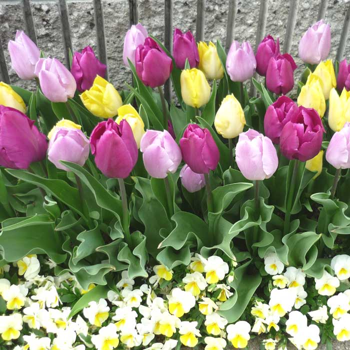 チューリップ 球根 30日 連続開花 【 ず～っと咲くミックス 】 混合 20