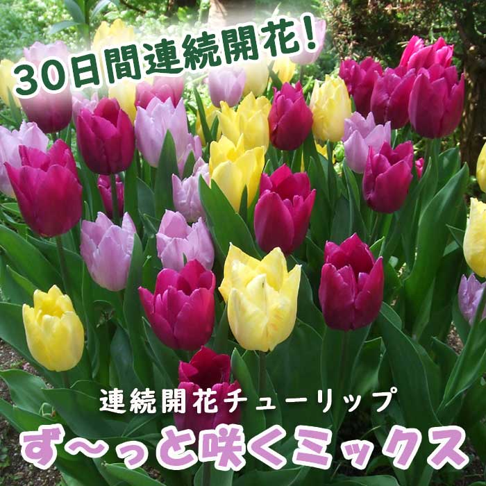 チューリップ 球根 30日 連続開花 【 ず～っと咲くミックス 】 混合 20