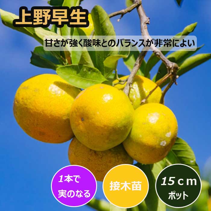 みかん 苗木 上野早生 15cmポット 接木 苗 登録品種 自家結実性 極