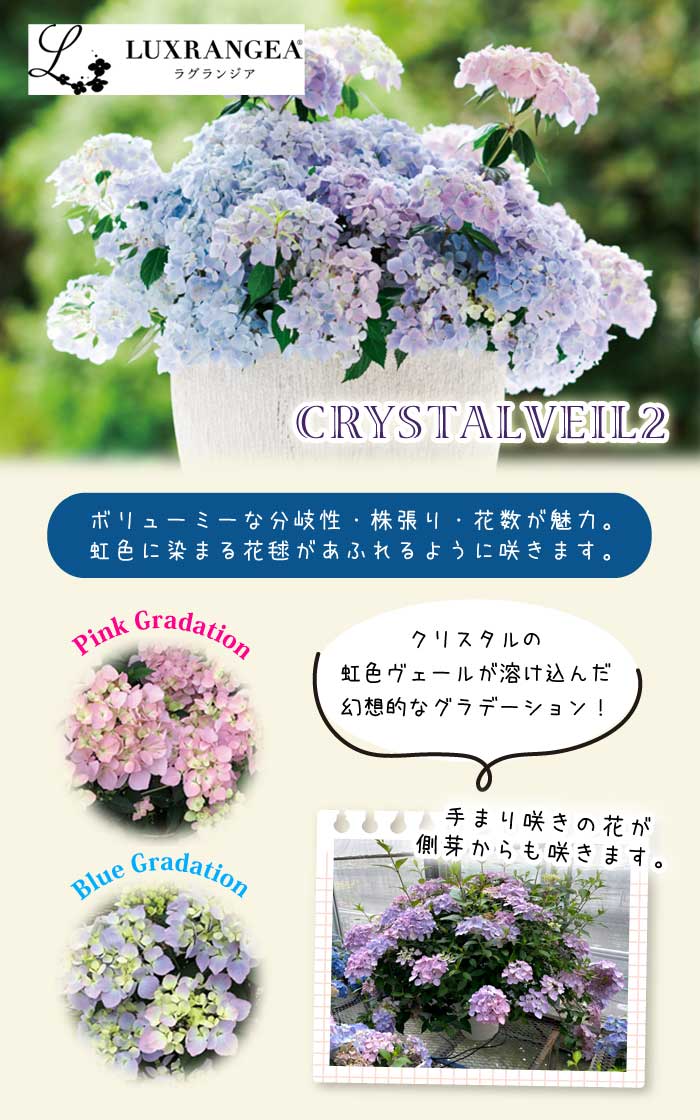 きよひよひな 輸入アジサイ 苗 パピヨン クラッシックラベンダー きよひよひな 輸入アジサイ 苗 パピヨン クラッシックラベンダー