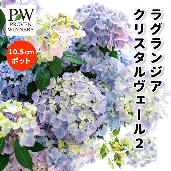 アジサイ 苗 ラグランジア クリスタルヴェール2 10.5cmポット 紫陽花