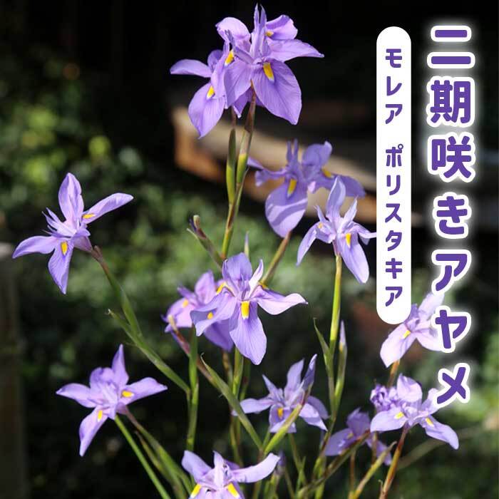 �ڣ����ܤ��ȯ�������� ����� ����� ��쥢 �ݥꥹ������ �庬 2�� �ƿ��� �Х饨�ƥ� ���餭 ��ǯ�餯 �����äѤʤ� ���� ȭ�� �֤�����