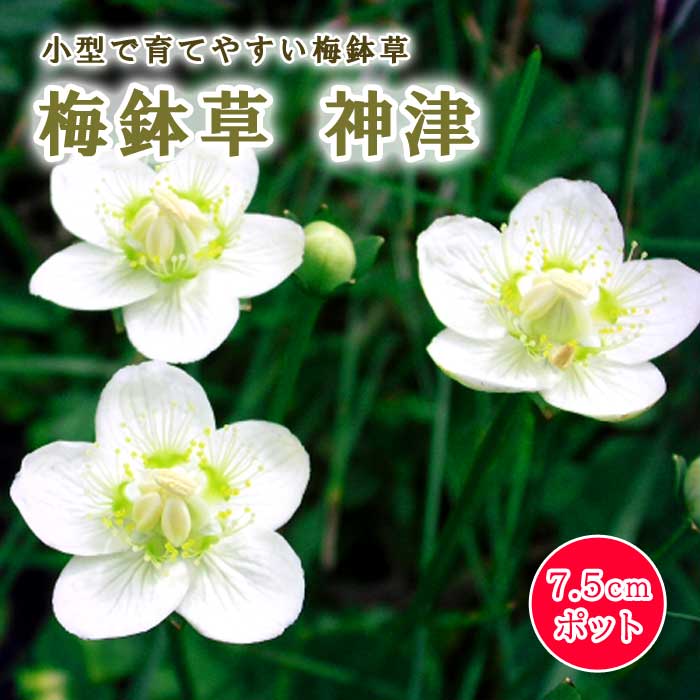 梅鉢草 神津 苗 7.5cmポット 山野草 ウメバチソウ 落葉性 多年草 水生