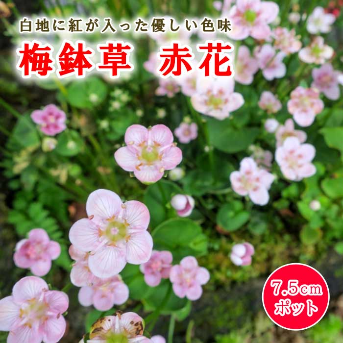 梅鉢草 赤花 苗 7.5cmポット 山野草 ウメバチソウ 落葉性 多年草 水生