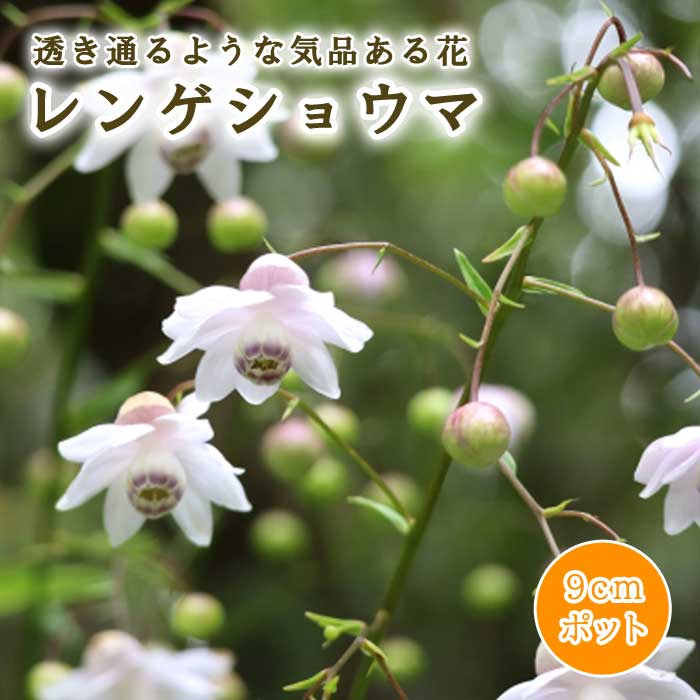 レンゲショウマ 苗 9cmポット 山野草 蓮華升麻 多年草 白花 | 盆栽・山